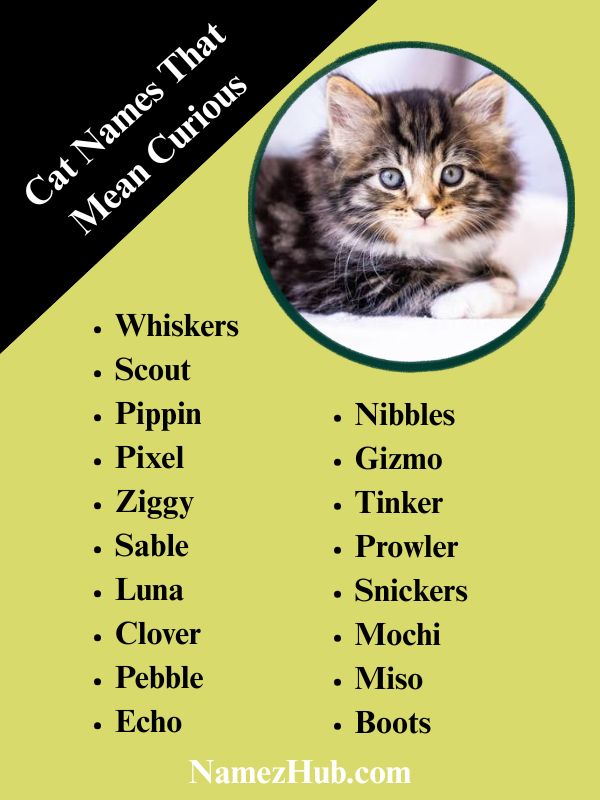 Cat Names That Mean Curious