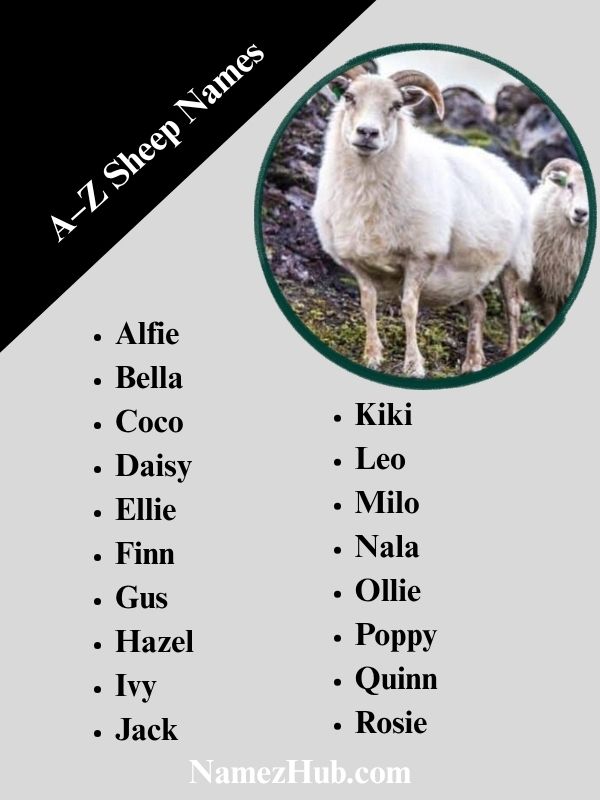 A–Z Sheep Names