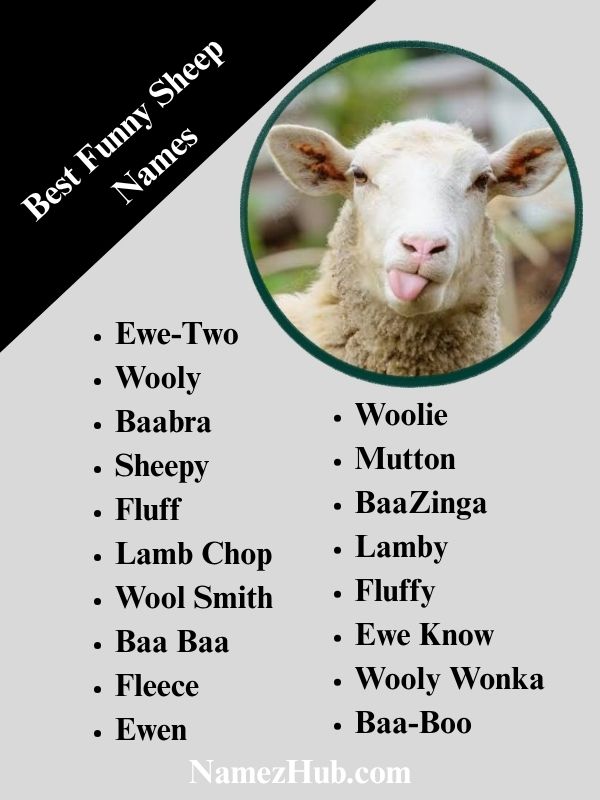Best Funny Sheep Names