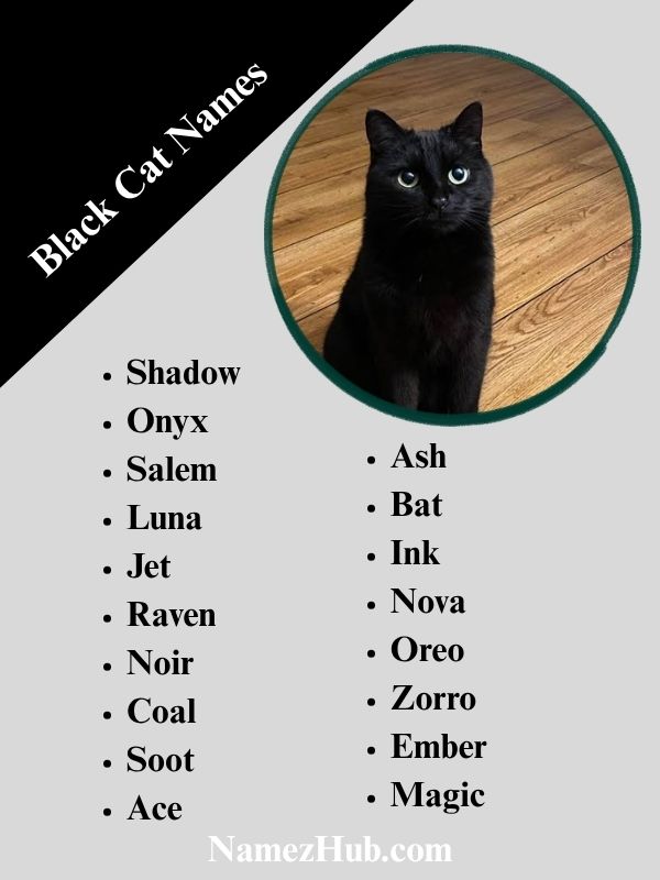 Black Cat Names