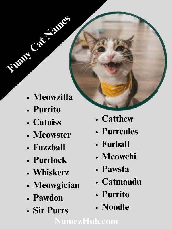 Funny Cat Names