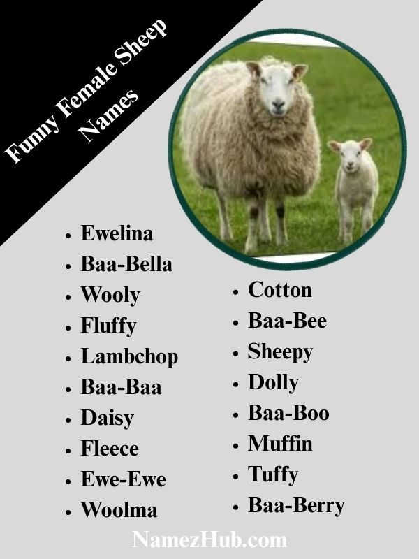 Funny Female Sheep Names