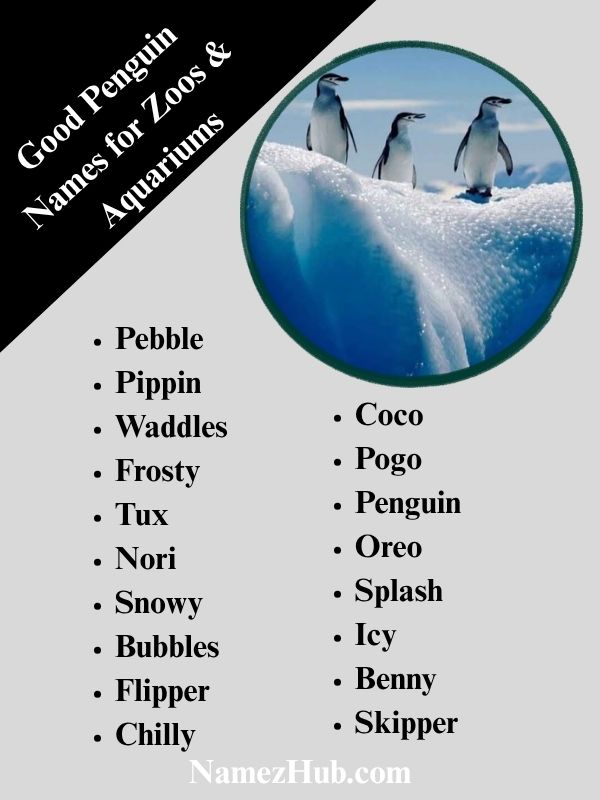 Good Penguin Names for Zoos & Aquariums