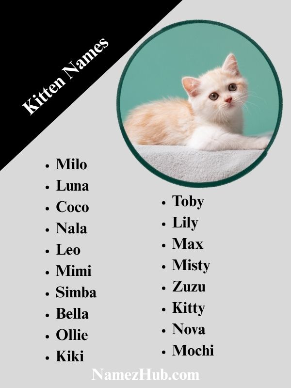 Kitten Names