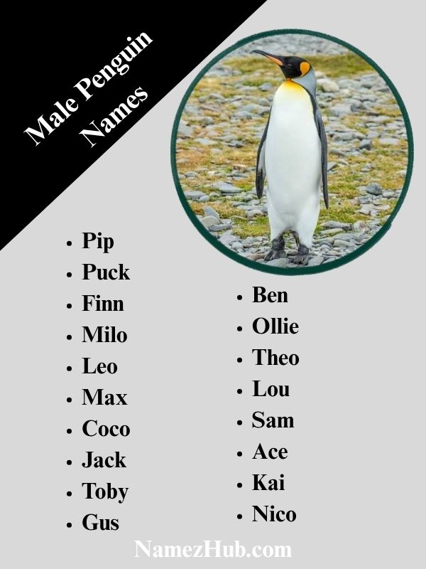 Male Penguin Names