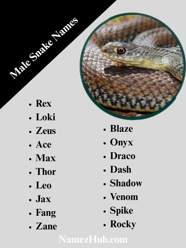 Male Snake Names