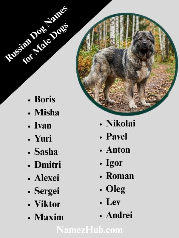 Russian Dog Names for Male Dogs