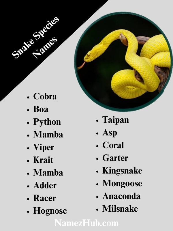 Snake Species Names