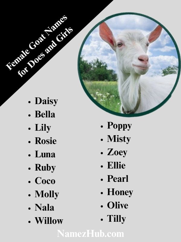 Female Goat Names for Does and Girls