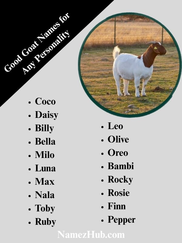Good Goat Names for Any Personality
