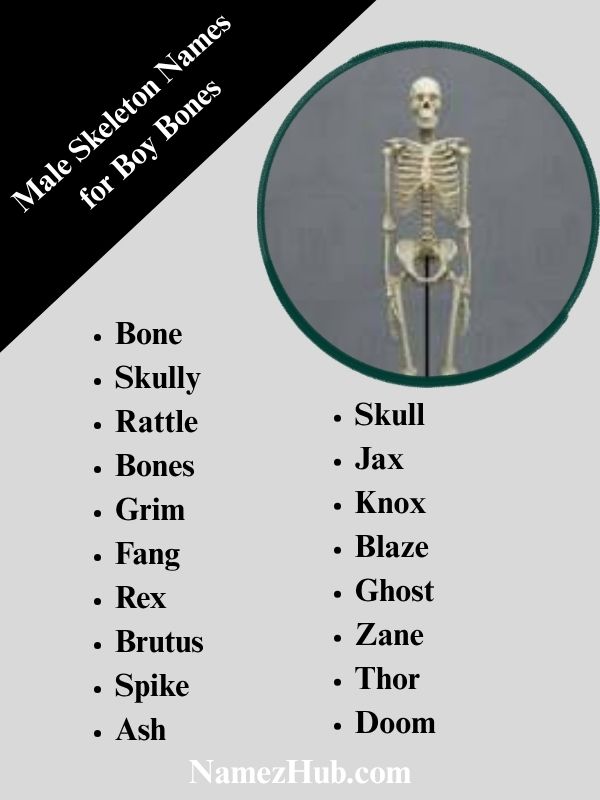 Male Skeleton Names for Boy Bones